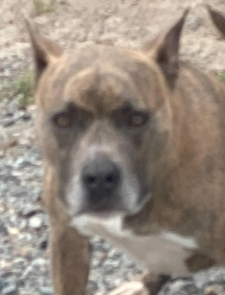 A young large-sized male Pit Bull Terrier dog named 2026-210 for adoption in Lakeland, GA