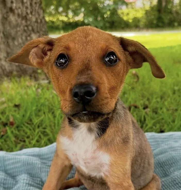 Baby Jerry