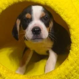 A baby small-sized male Black Mixed Breed dog named Zoowie for adoption in Fredericksburg, VA