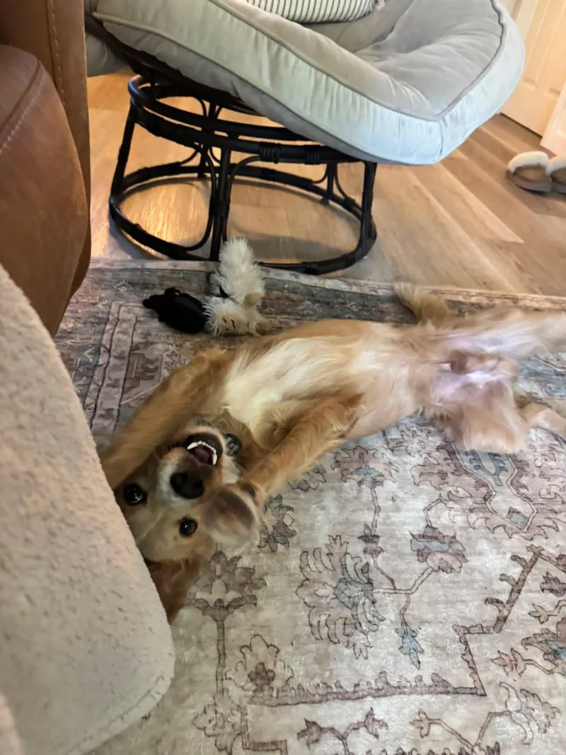 A young small-sized male Cocker Spaniel dog named Angelo for adoption in San Diego, CA