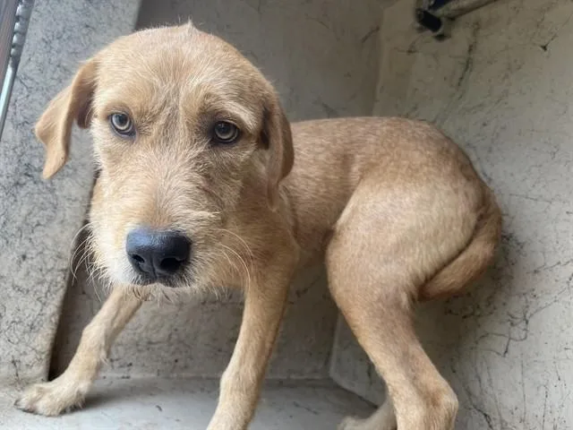 A young small-sized female Irish Terrier dog named Sabrina for adoption in Oklahoma City, OK