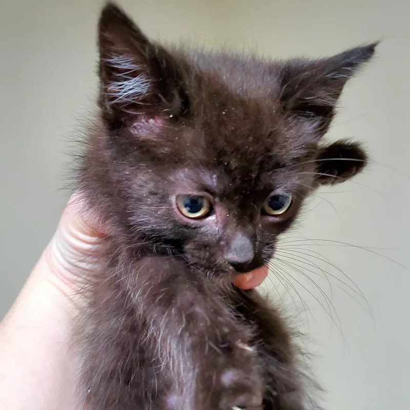 A young medium-sized female Black Domestic Short Hair cat named Hex for adoption in PITTSBURGH, PA