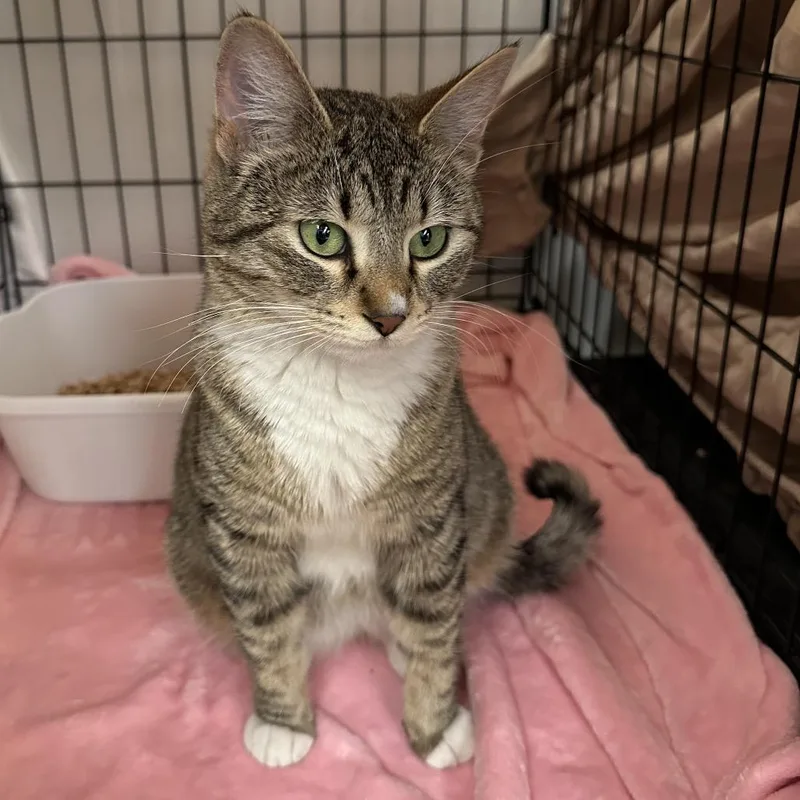 An adult medium-sized female Brown / Chocolate Domestic Short Hair cat named Tiger Lily for adoption in Spokane, WA