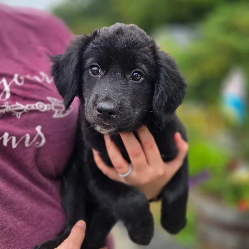 A baby medium-sized female Labrador Retriever dog named CT Belgrade avail Sep for adoption in Eastford, CT