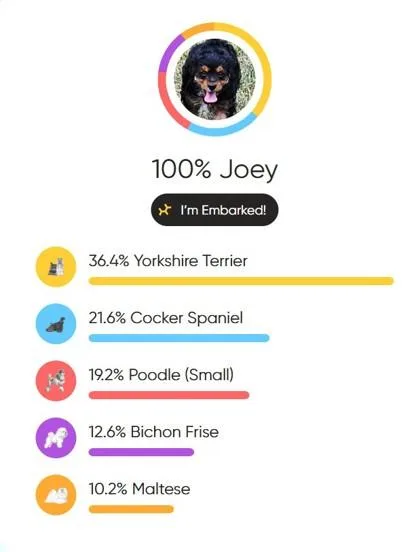 A baby small-sized male Cocker Spaniel dog named Joey fka Clyde for adoption in West Chester, PA
