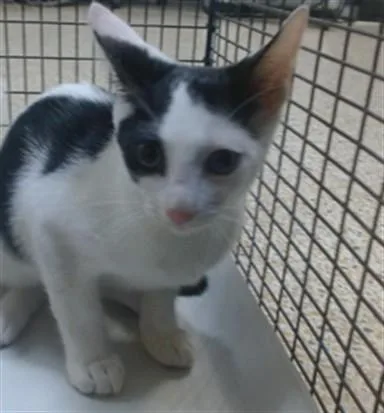 A baby small-sized female Domestic Short Hair cat named Bubblegum for adoption in Miami, FL