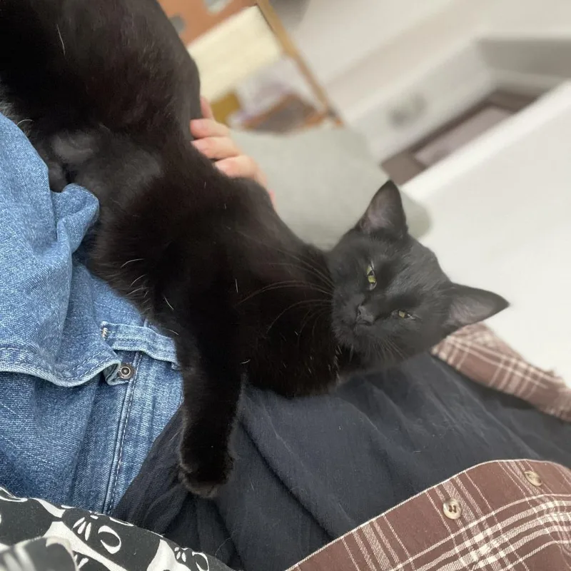 A young small-sized female Black Domestic Short Hair cat named Sporty Spice for adoption in St. Louis, MO