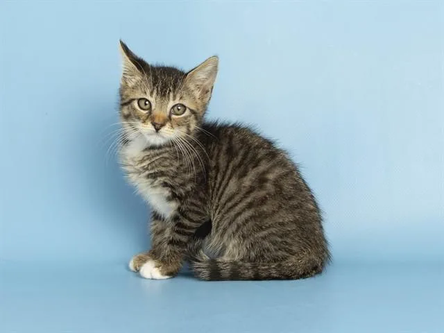A baby small-sized female Domestic Short Hair cat named Patches for adoption in Phoenix, AZ