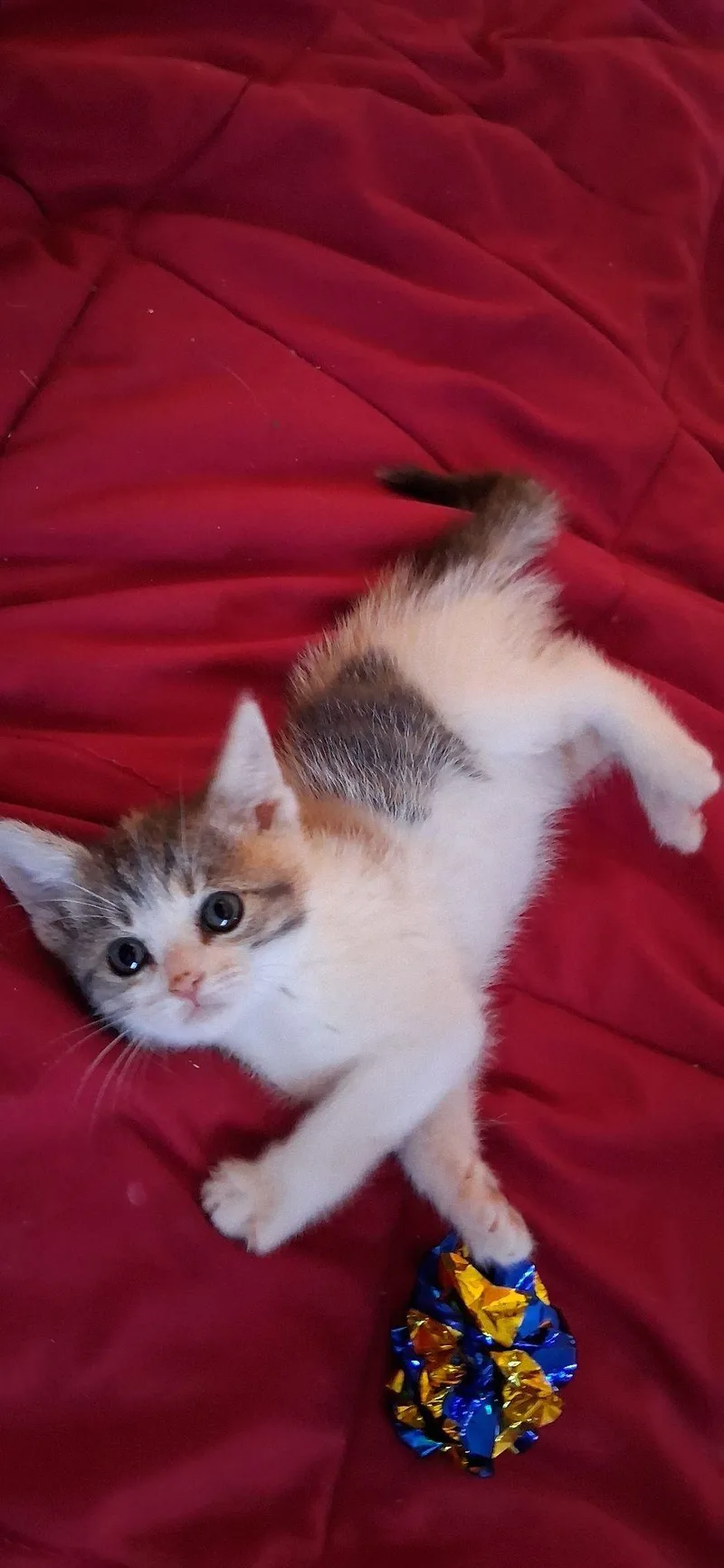 A baby small-sized female Domestic Short Hair cat named Spice for adoption in Long Beach, CA