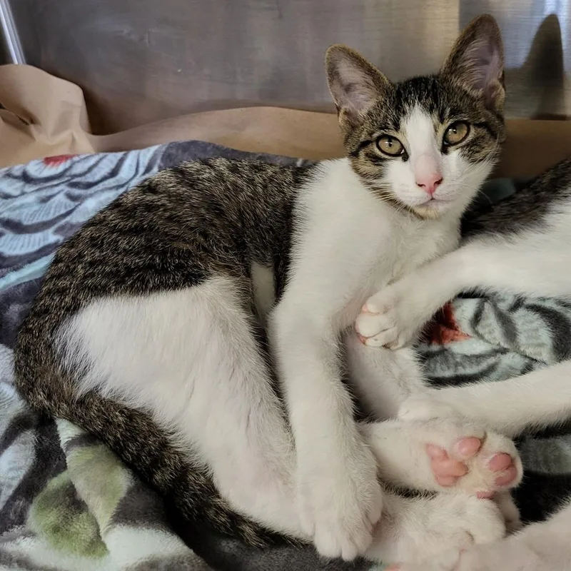 A baby small-sized male Gray / Blue / Silver Domestic Short Hair cat named Sherbet for adoption in Lake Panasoffkee, FL