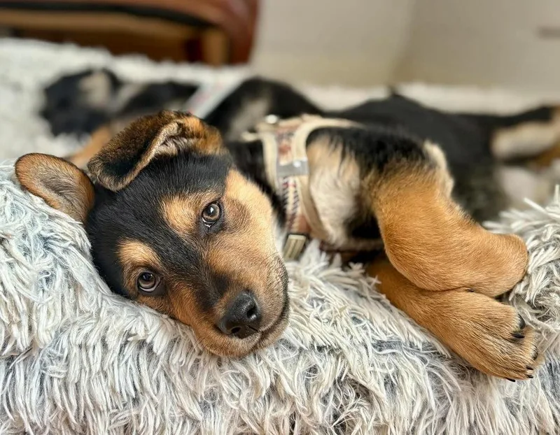 Chanel Rouge thumbnail 2