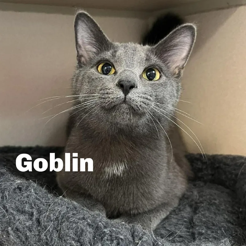 Goblin