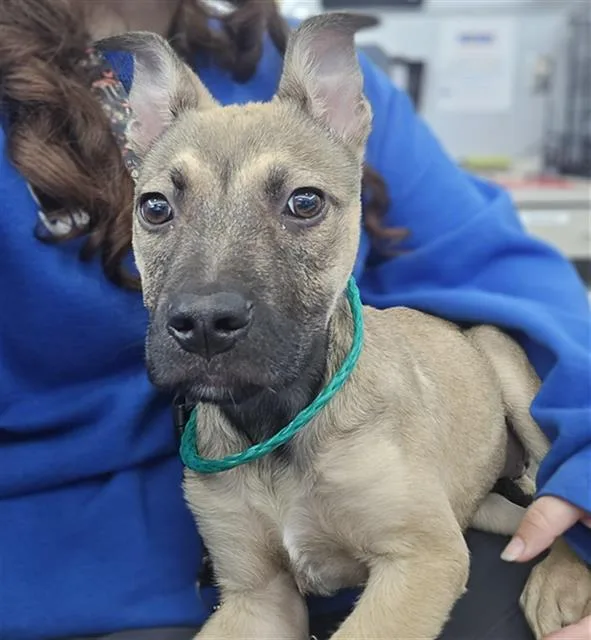 A baby large-sized female Mixed Breed dog named Patty for adoption in Dallas, TX