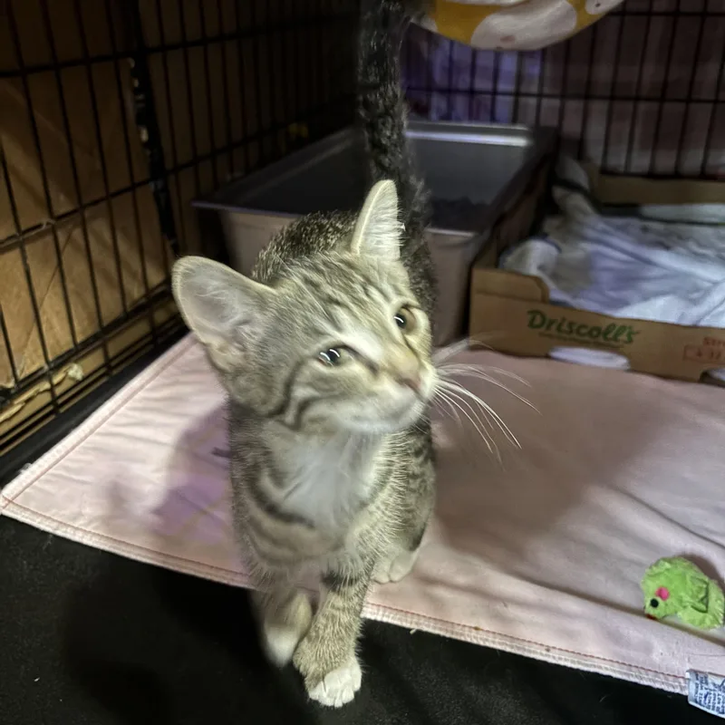 A baby medium-sized male Tabby (Brown / Chocolate) Domestic Short Hair cat named Derick & Clara for adoption in Pittsburgh, PA