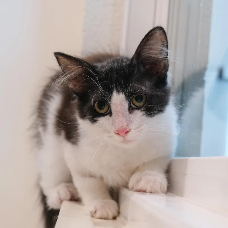 A young medium-sized male Domestic Medium Hair cat named Dandy for adoption in Newport Beach, CA