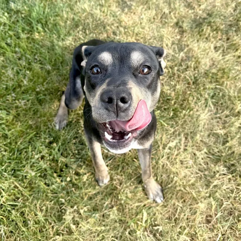 A young medium-sized female Mixed Breed dog named Flor for adoption in Muskego, WI