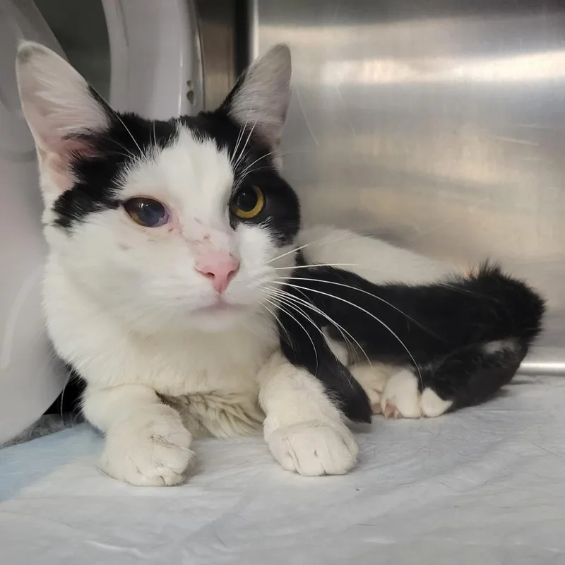 An adult medium-sized female White Domestic Short Hair cat named Pancake for adoption in Westminster, CA
