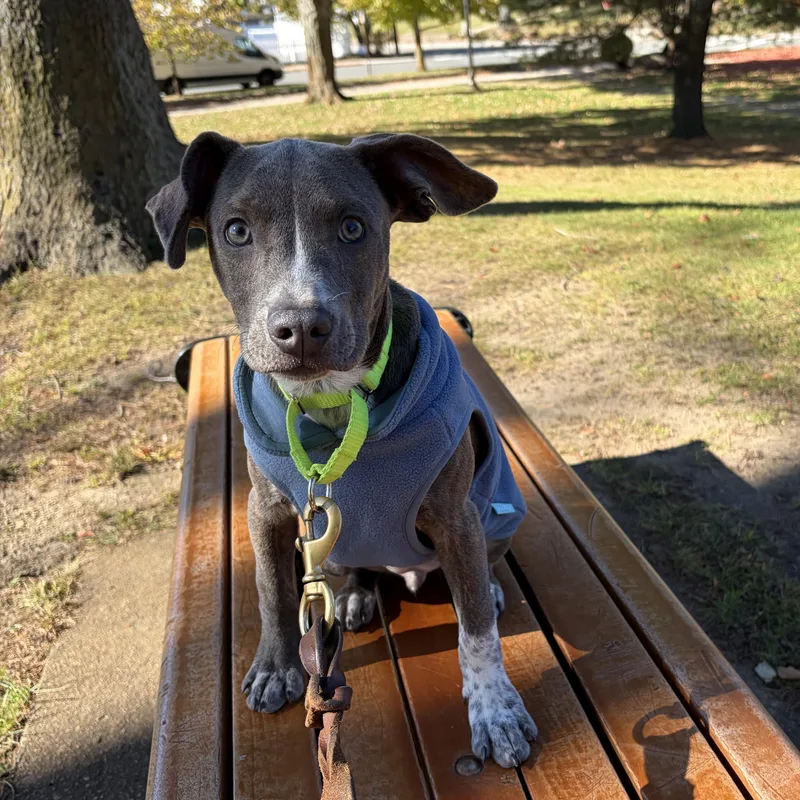A baby medium-sized male Pit Bull Terrier dog named Clovis for adoption in Pembroke, MA