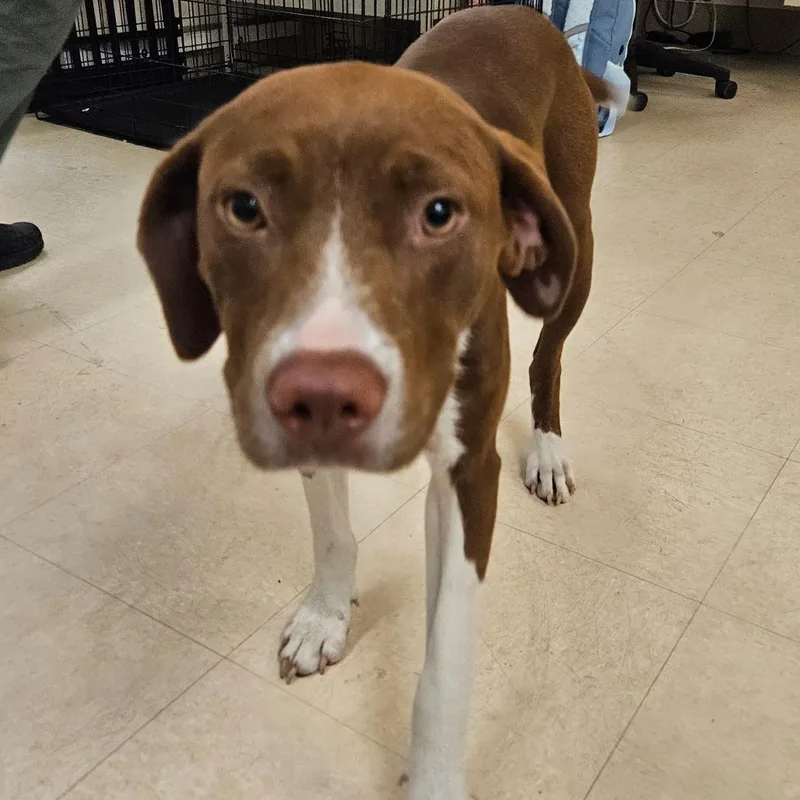 An adult medium-sized female Brown / Chocolate Mixed Breed dog named Mindy for adoption in Lake Panasoffkee, FL