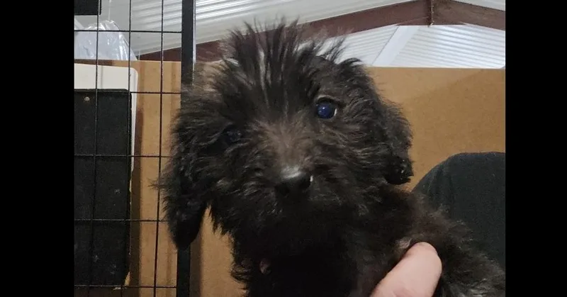 A baby small-sized female Black Terrier dog named Zinnia for adoption in Papillion, NE