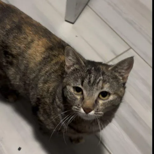 A young medium-sized female Torbie Domestic Short Hair cat named Penelope for adoption in Kirksville, MO