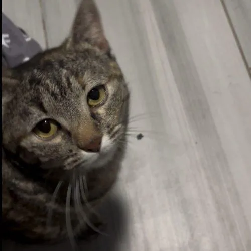 Penelope thumbnail 5