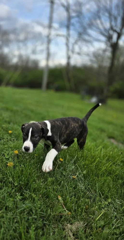 Srv Palau : Ian thumbnail 3