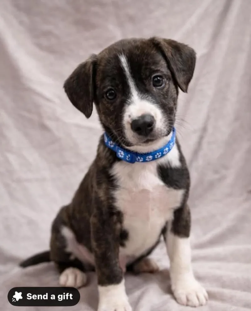 Srv Palau : Ian thumbnail 4