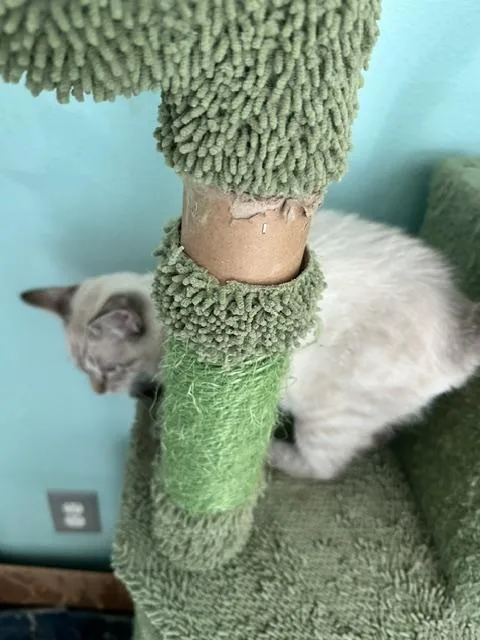 A young medium-sized male Blue Cream Siamese cat named Whisper for adoption in Saucier, MS