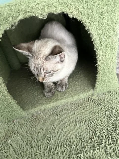 Whisper thumbnail 3