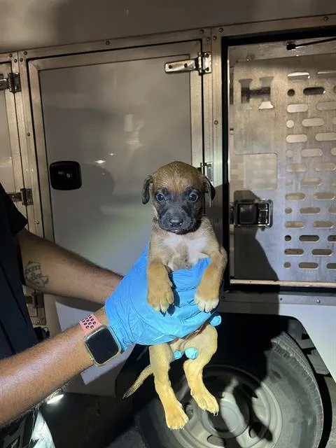 A baby small-sized male Chihuahua dog named Blueberry for adoption in San Antonio, TX