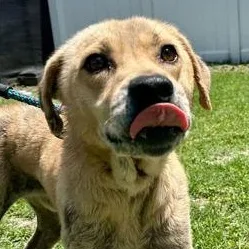 A young medium-sized male Yellow / Tan / Blond / Fawn Retriever dog named Bradley for adoption in Fernandina Beach, FL