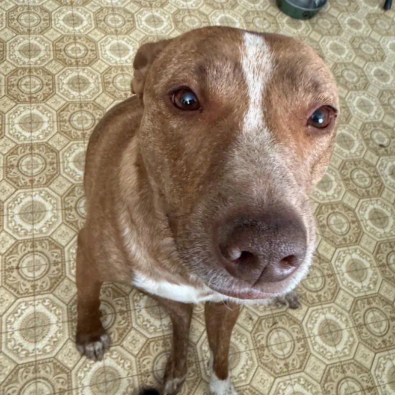 An adult medium-sized female Yellow / Tan / Blond / Fawn Basenji dog named Luna for adoption in Carlin, NV