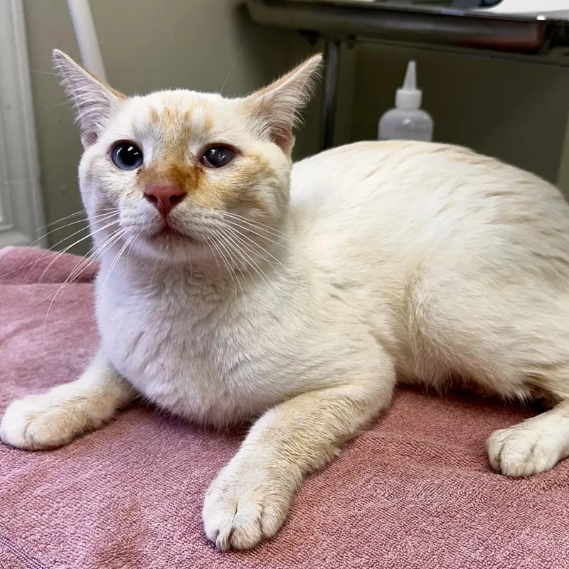 An adult medium-sized male Flame Point Domestic Short Hair cat named Jack Frost for adoption in Warrensburg, MO