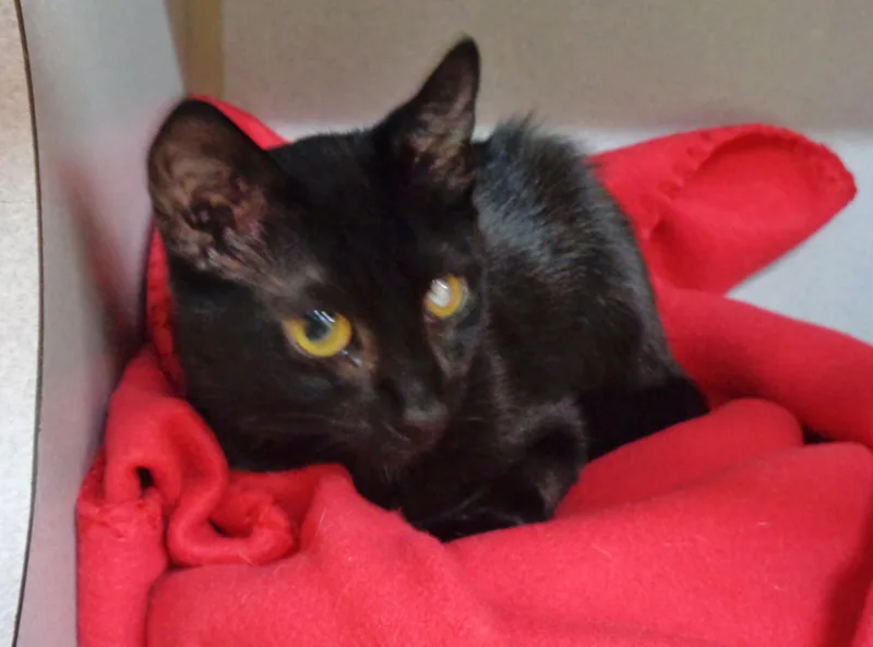 A baby small-sized female Black Domestic Short Hair cat named Funny Valentine for adoption in Delhi, NY