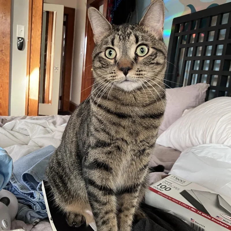An adult large-sized male Brown / Chocolate Domestic Short Hair cat named Sunny for adoption in Asheville, NC