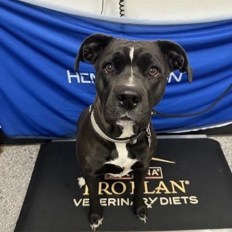 Penelope thumbnail 2