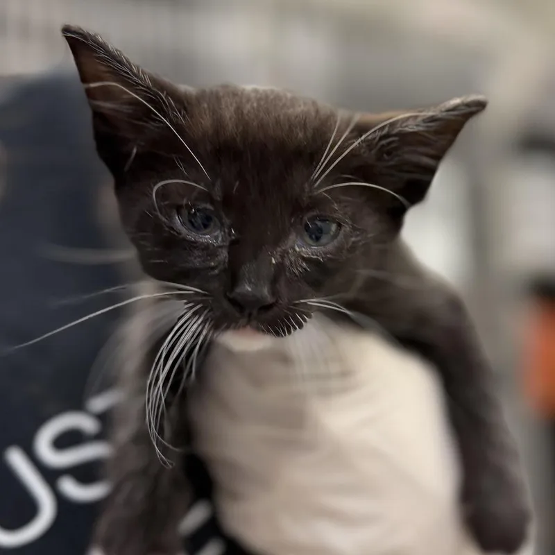 A baby small-sized female Black Domestic Short Hair cat named Poppy for adoption in Houston, TX