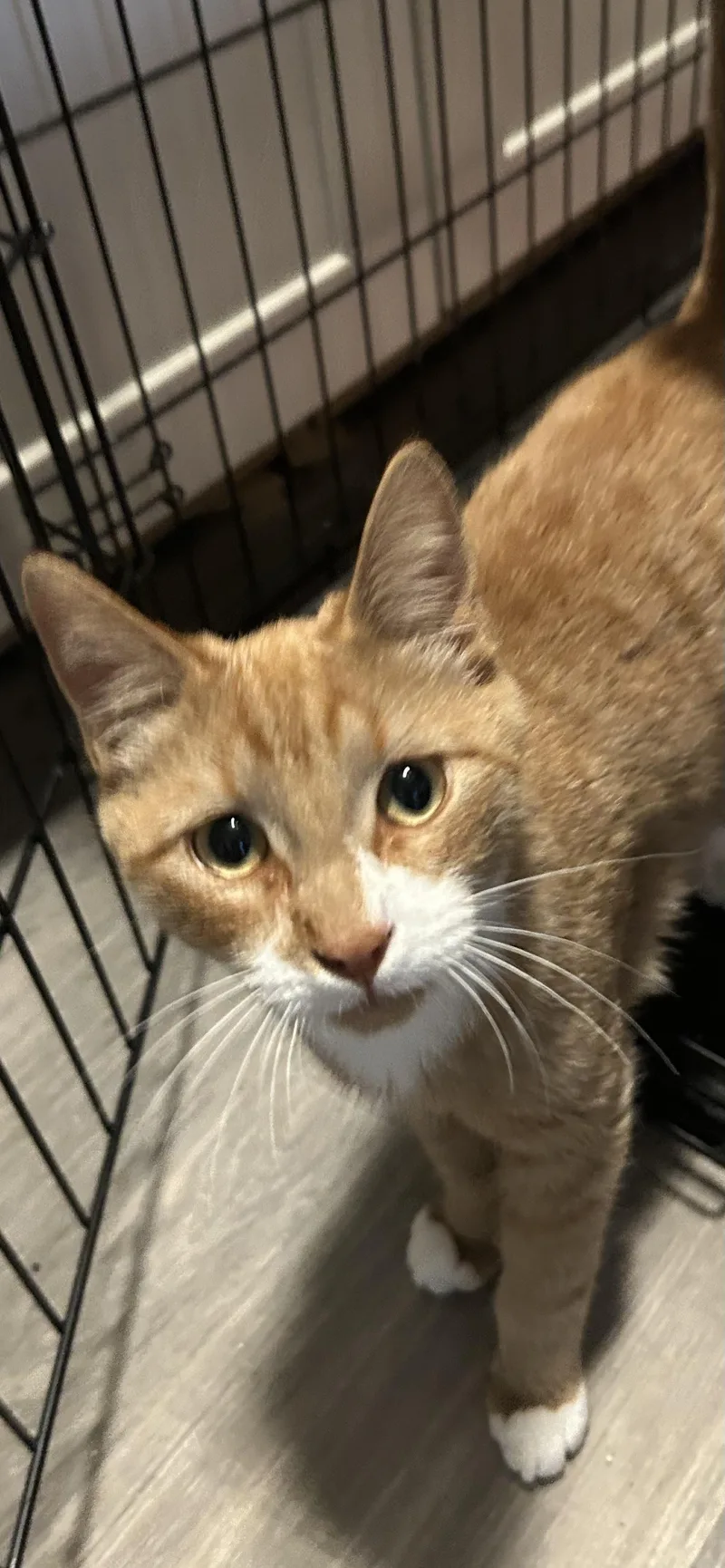 A young medium-sized male Domestic Short Hair cat named Vern for adoption in Heyburn, ID