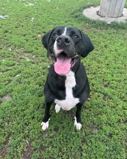 An adult extra large-sized male Great Dane dog named Journey for adoption in Humboldt, IA