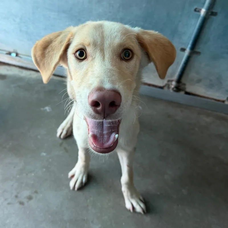 A young medium-sized male Yellow / Tan / Blond / Fawn Shepherd dog named Klein for adoption in Edinburg, TX
