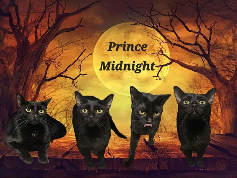 Midnight thumbnail 2