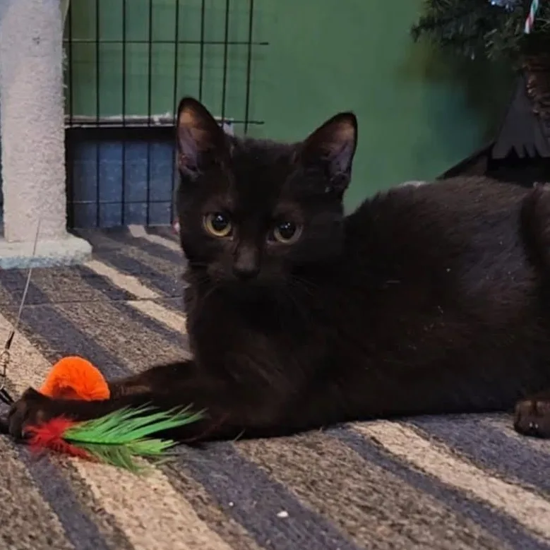 Midnight thumbnail 3