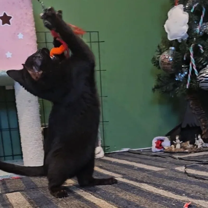 Midnight thumbnail 4