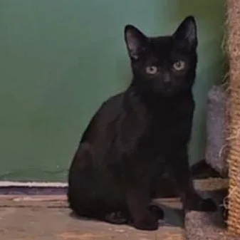 Midnight thumbnail 6