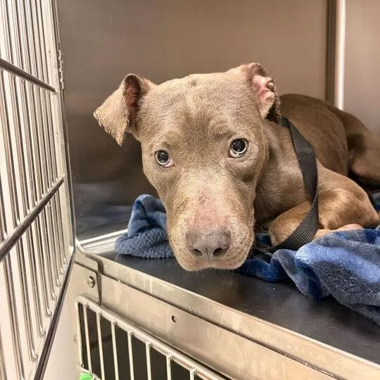 A young medium-sized female Gray / Blue / Silver Mixed Breed dog named Pot Pie for adoption in Davenport, IA