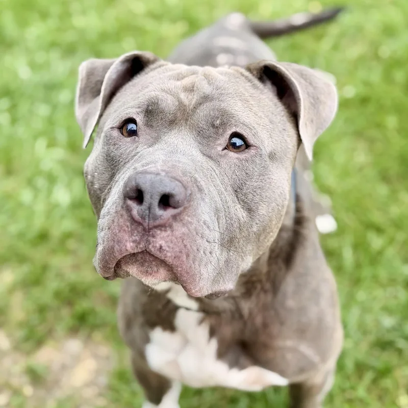 Blue thumbnail 3
