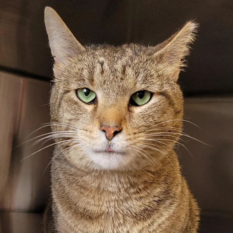 An adult large-sized male Brown / Chocolate Domestic Short Hair cat named Garchomp for adoption in Nashville, IN