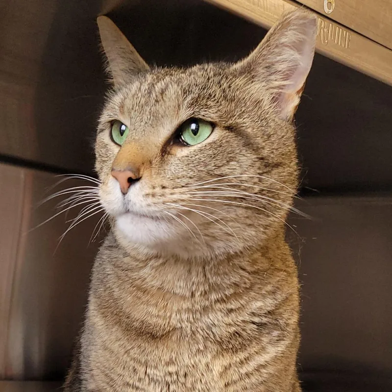 Garchomp thumbnail 2