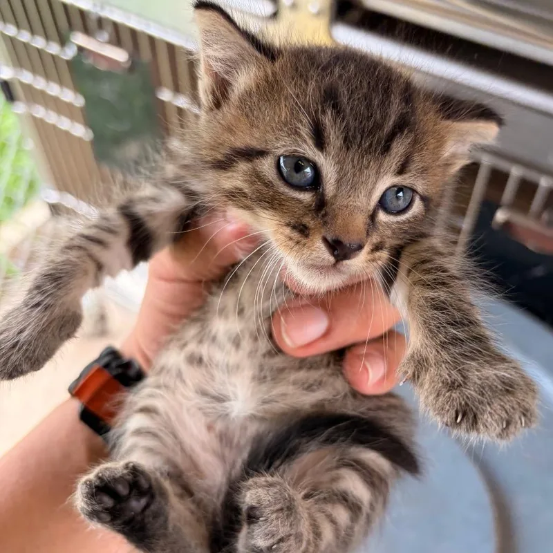 A baby small-sized male Brown / Chocolate Domestic Short Hair cat named Yoshiro Y for adoption in Edinburg, TX